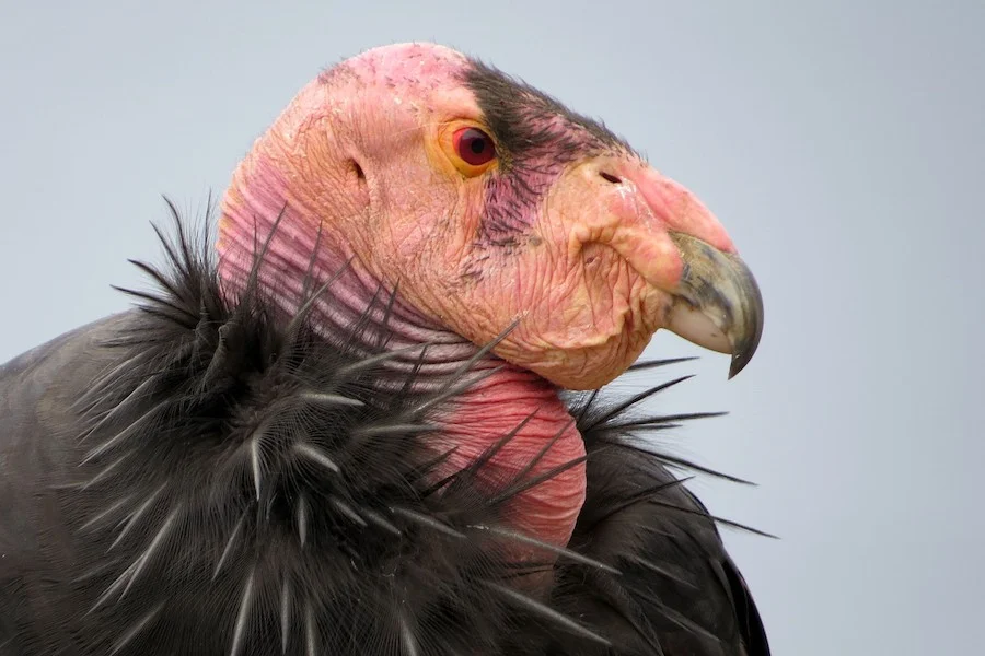 California Condor Gymnogyps californianus by David