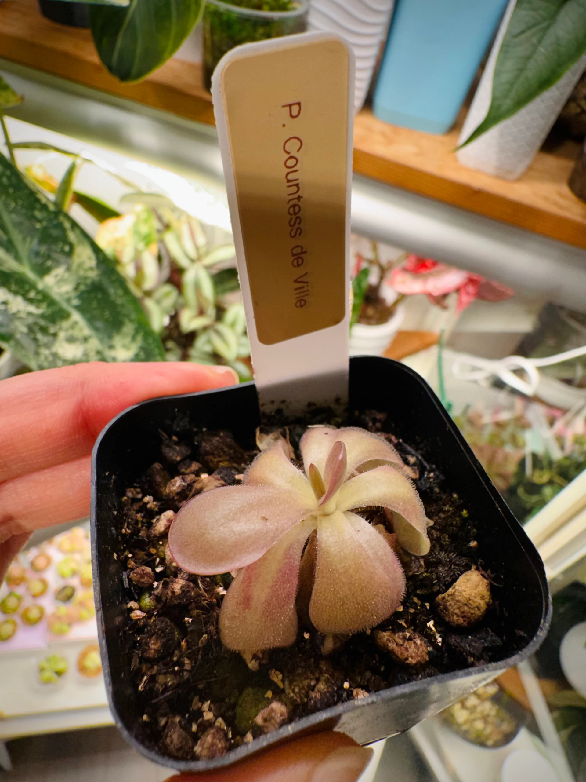 Pinguicula Countess de Ville by Labuleaf