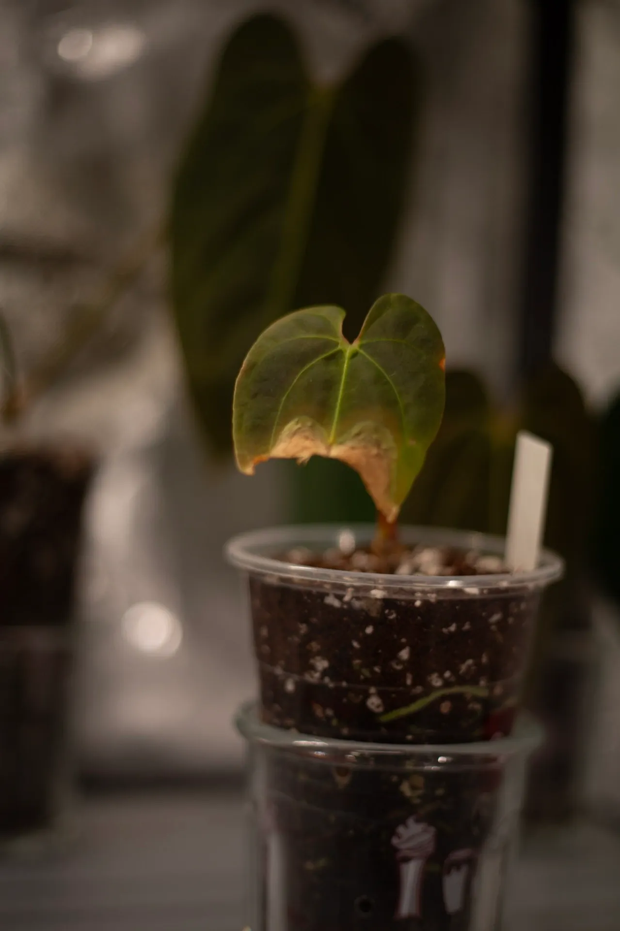 Anthurium Noid 'Theodore' x RLFS by migy