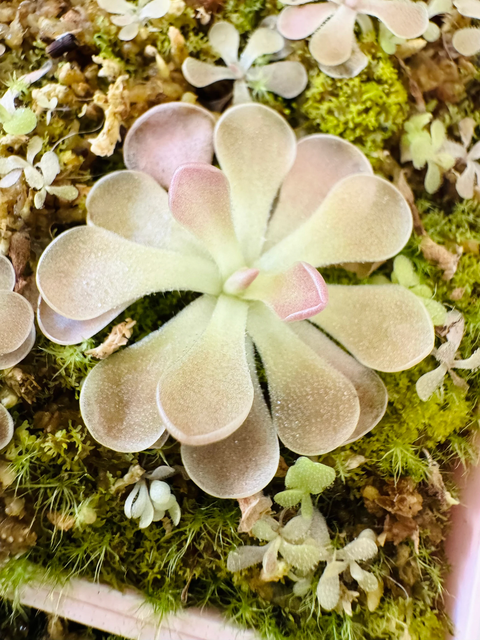 Pinguicula Kaiberdo by Labuleaf