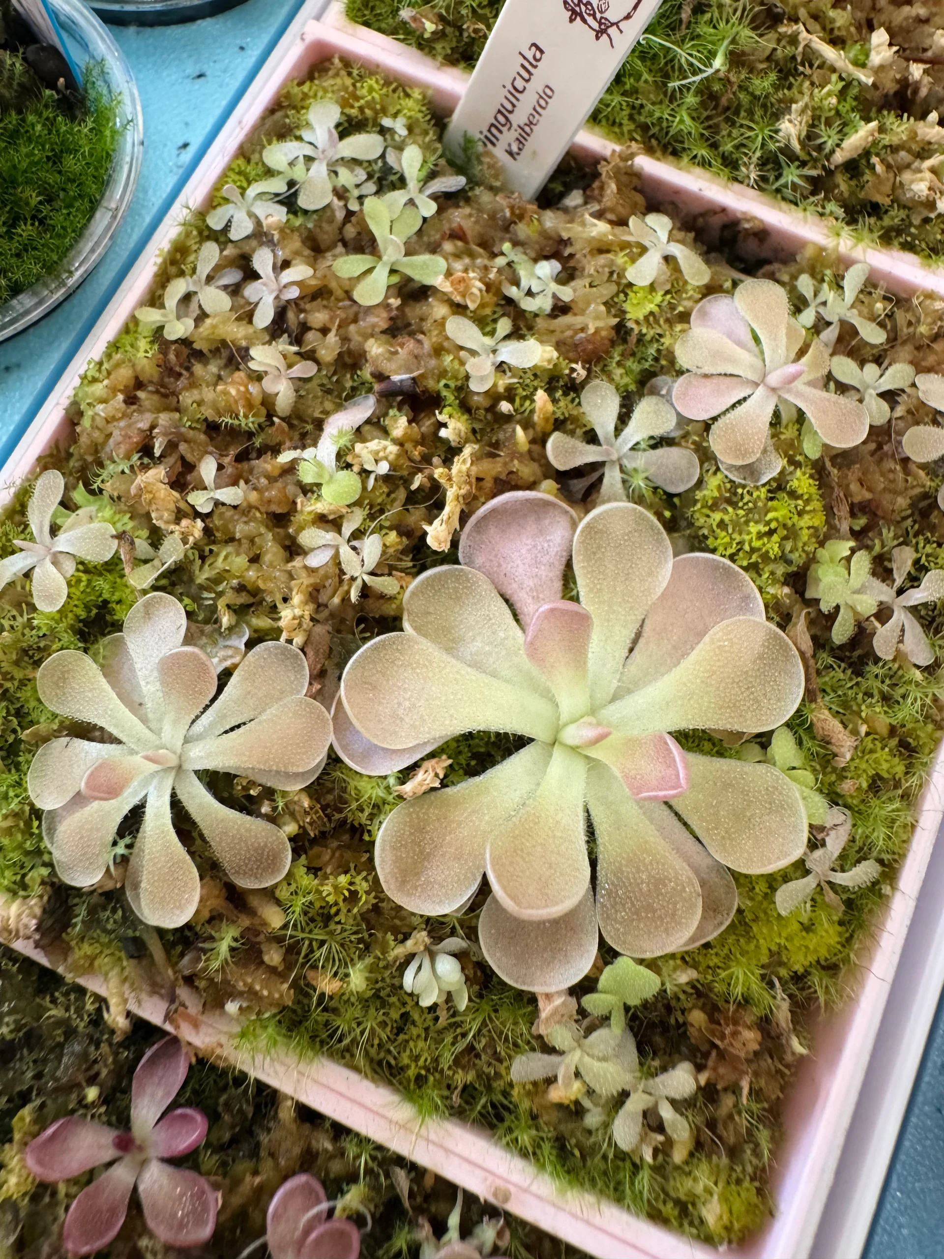 Pinguicula Kaiberdo by Labuleaf