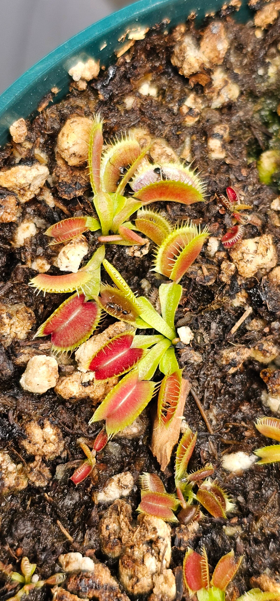 Dionaea muscipula by aaaamory