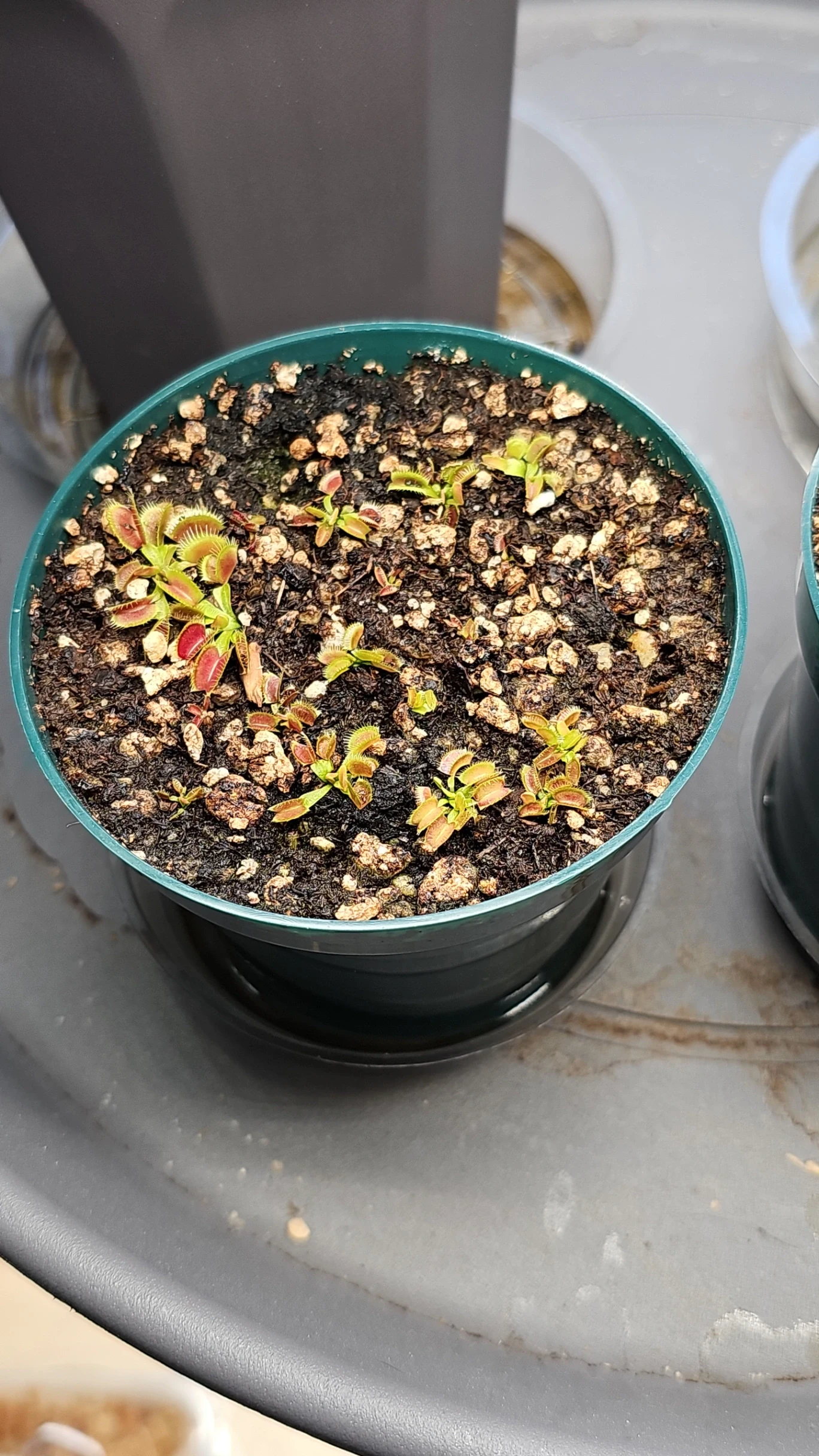 Dionaea muscipula by aaaamory