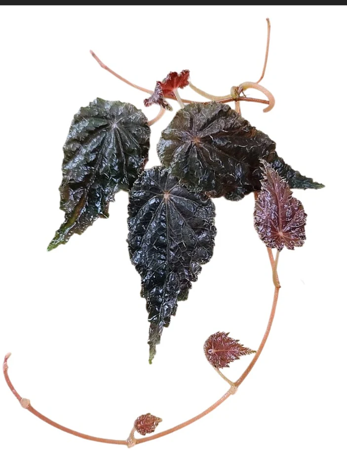 Begonia dodsonii by NashvilleNDP