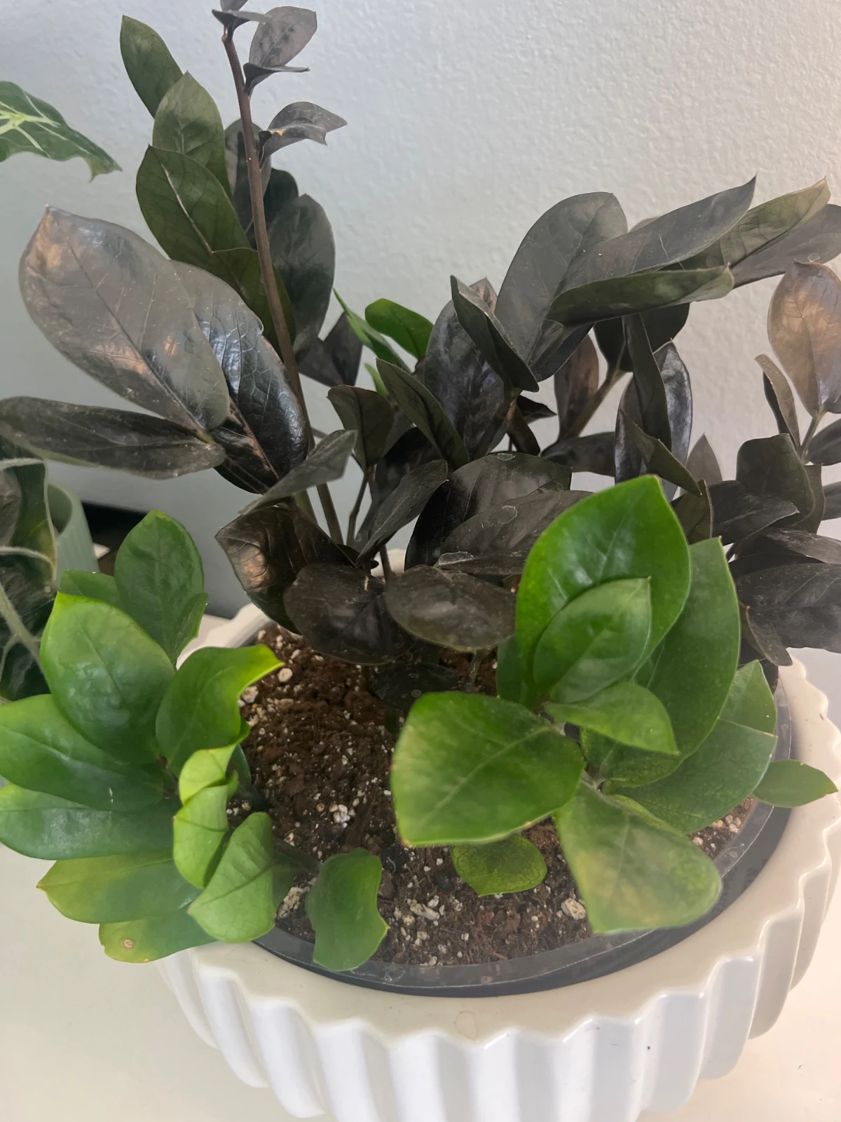 Zamioculcas zamiifolia 'Raven, chameleon, and classic' by alohamora
