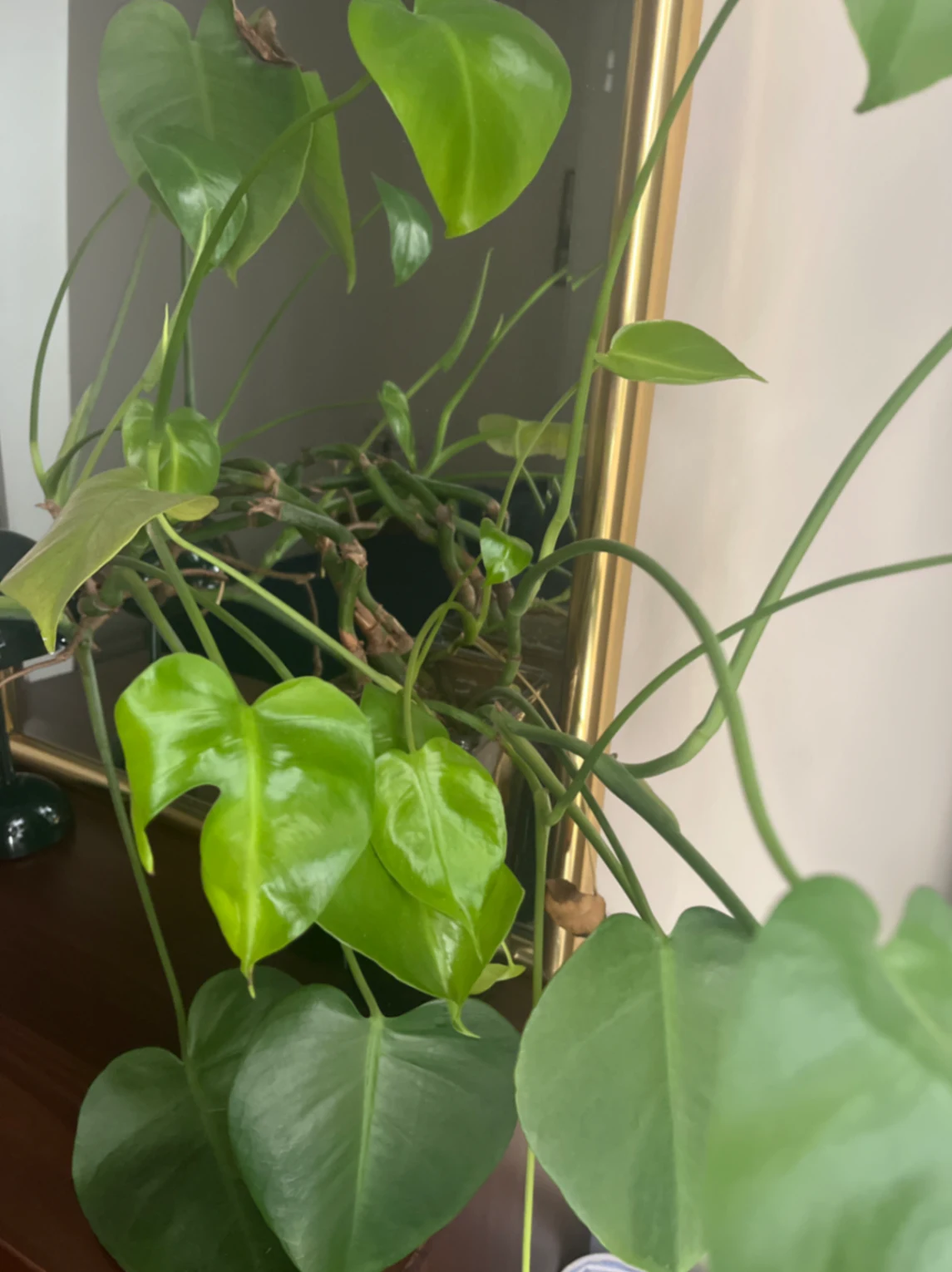 Monstera deliciosa by joshchristoffersen
