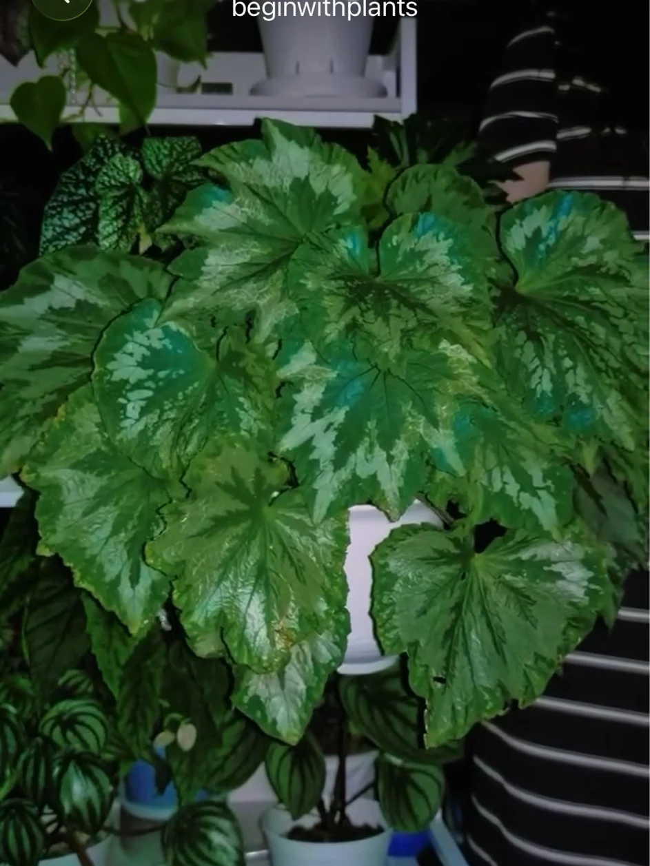 Begonia 'Plant Bird' by NashvilleNDP