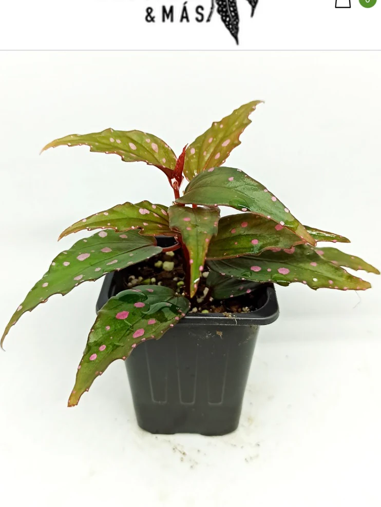 Begonia sp. Menu Kung by NashvilleNDP