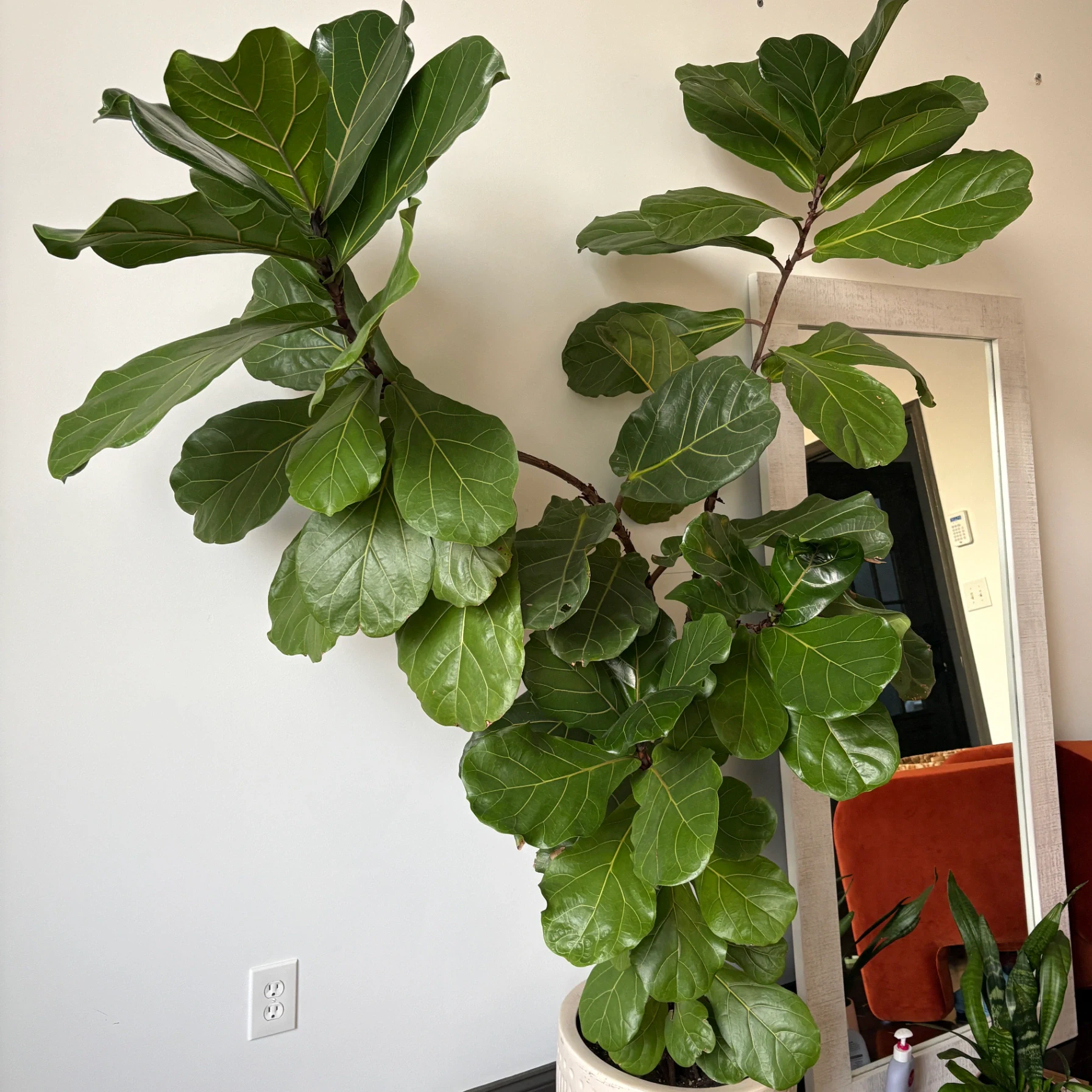 Ficus lyrata by katiesplants
