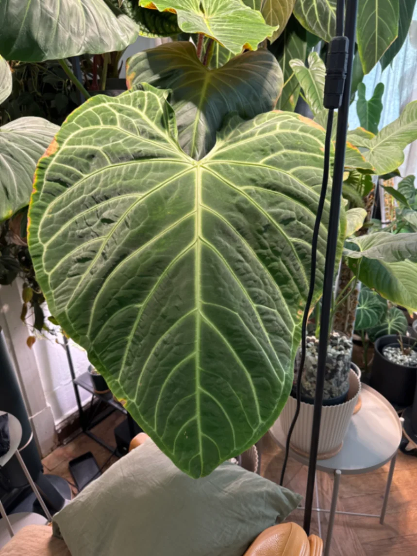 Anthurium regale by Qwww