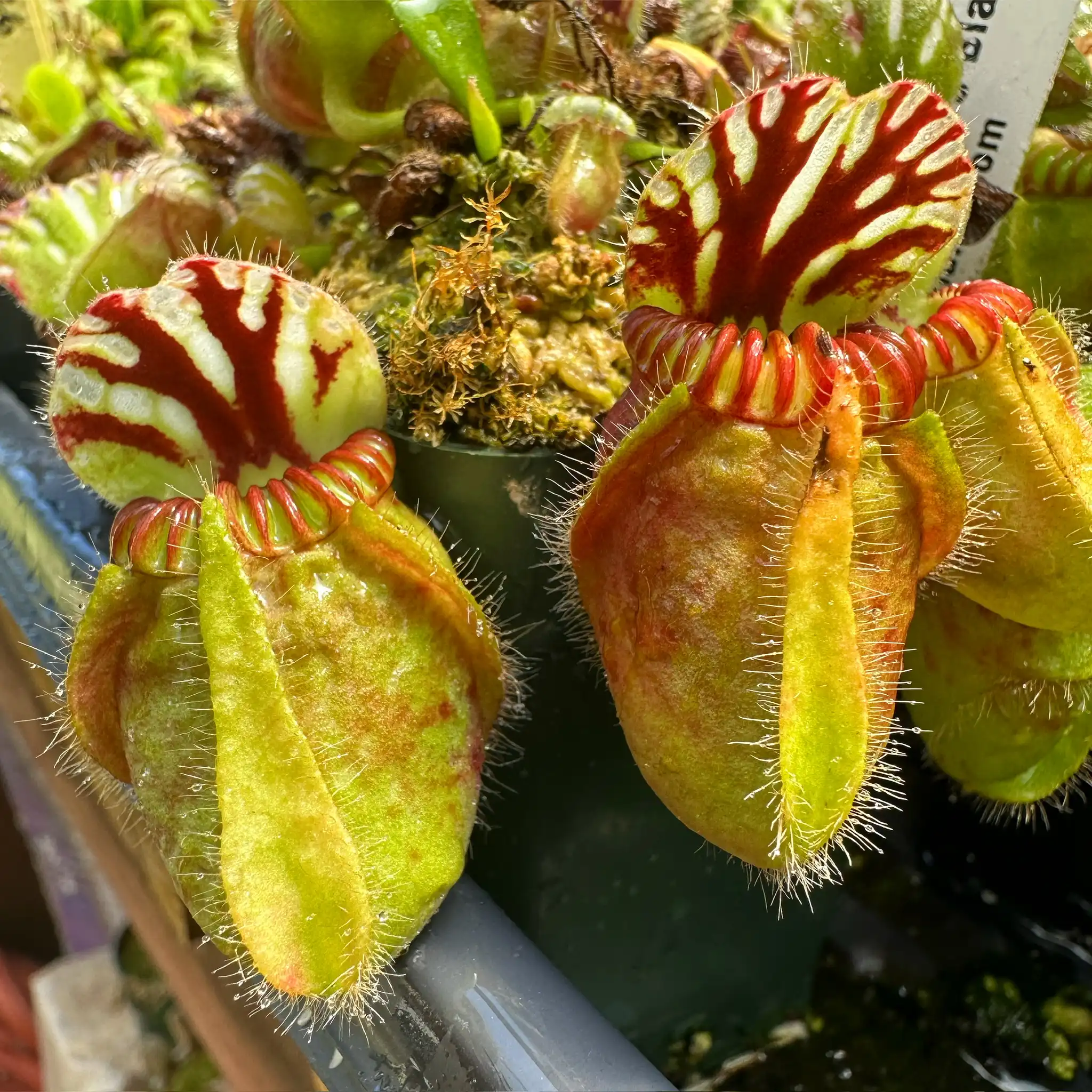 Cephalotus folicilaris by David