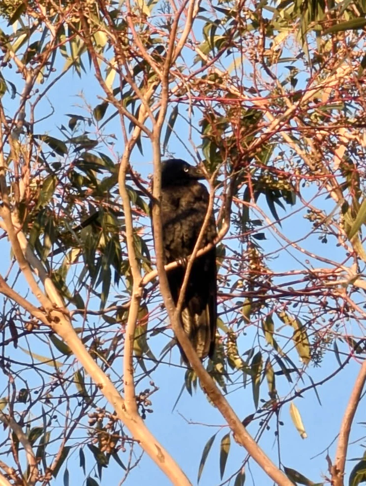Australian Raven Corvus coronoides by Freckles