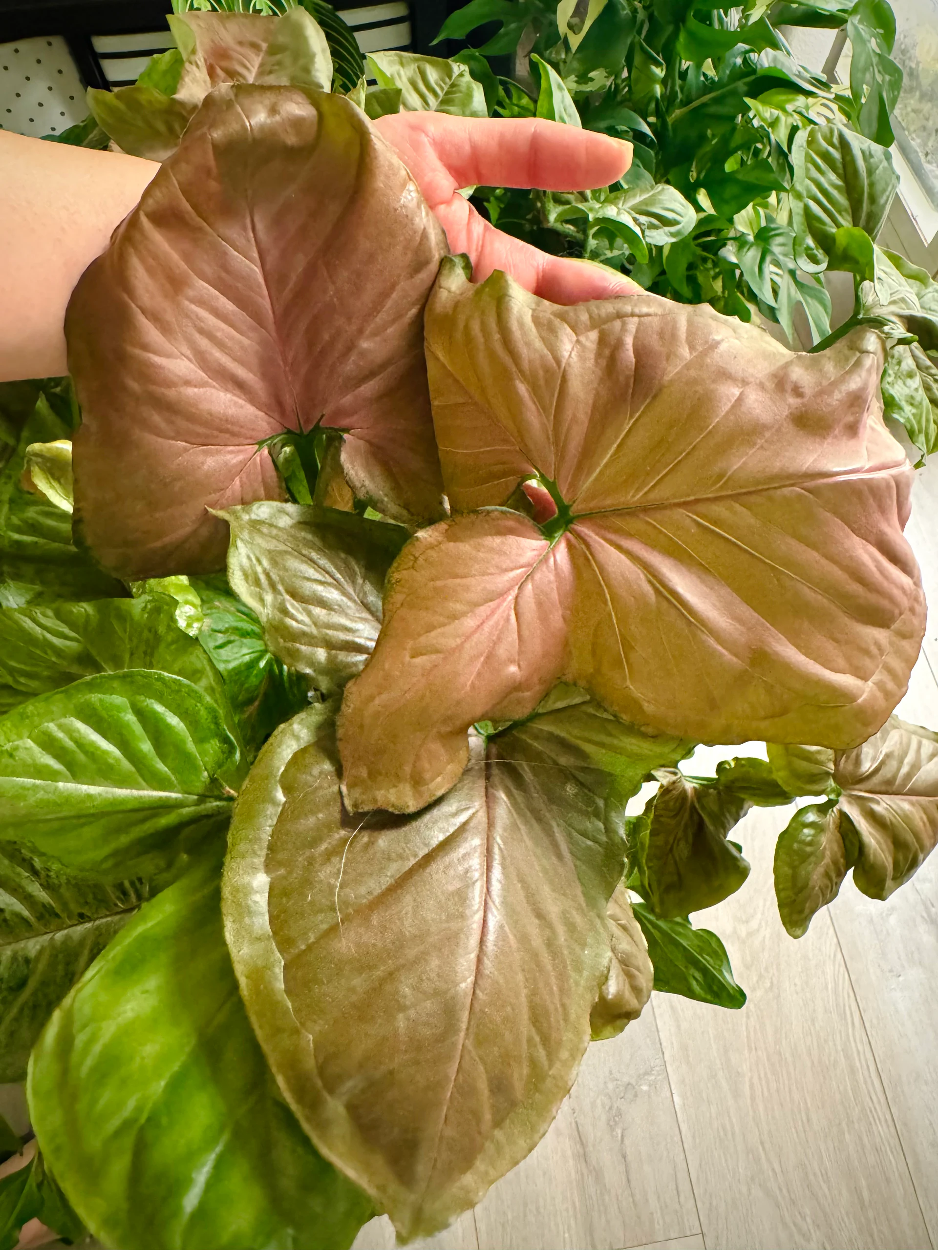 Syngonium podophyllum 'Orm Nak' by Labuleaf