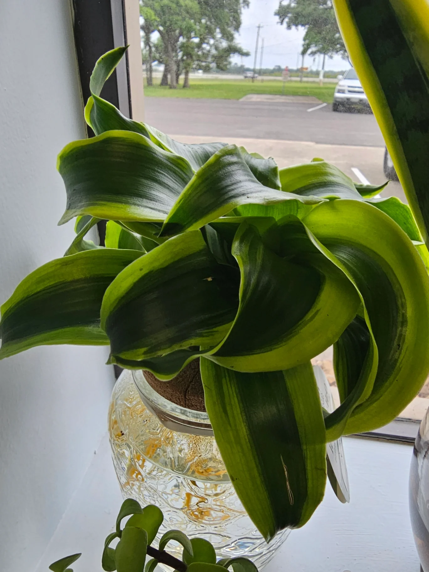 Dracaena fragrans 'Twister' by Mslatinatx73