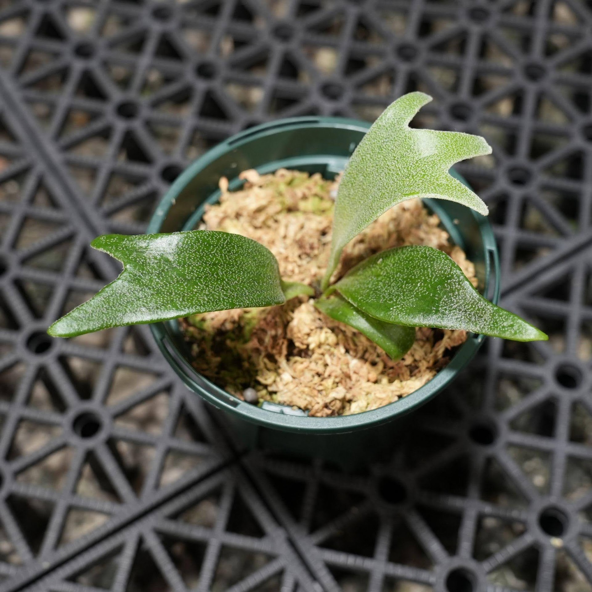 Platycerium Veitchii 'Auburn River' x Alcicorne Madagascar sporeling by aroot