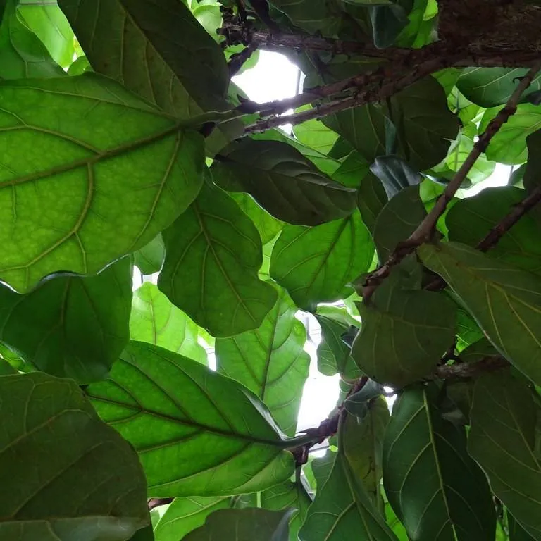 Ficus lyrata by Ethan