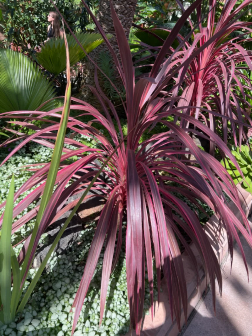 Cordyline australis 'Pink Passion' by markymark