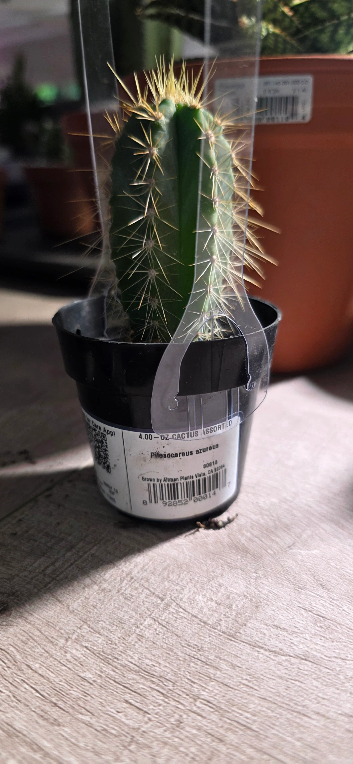 Pilosocereus azureus by RoyalAlchemy