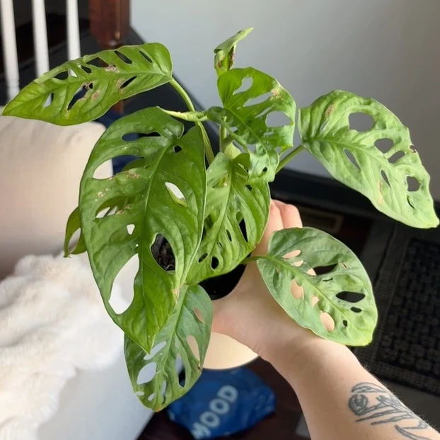 Monstera obliqua by katiesplants