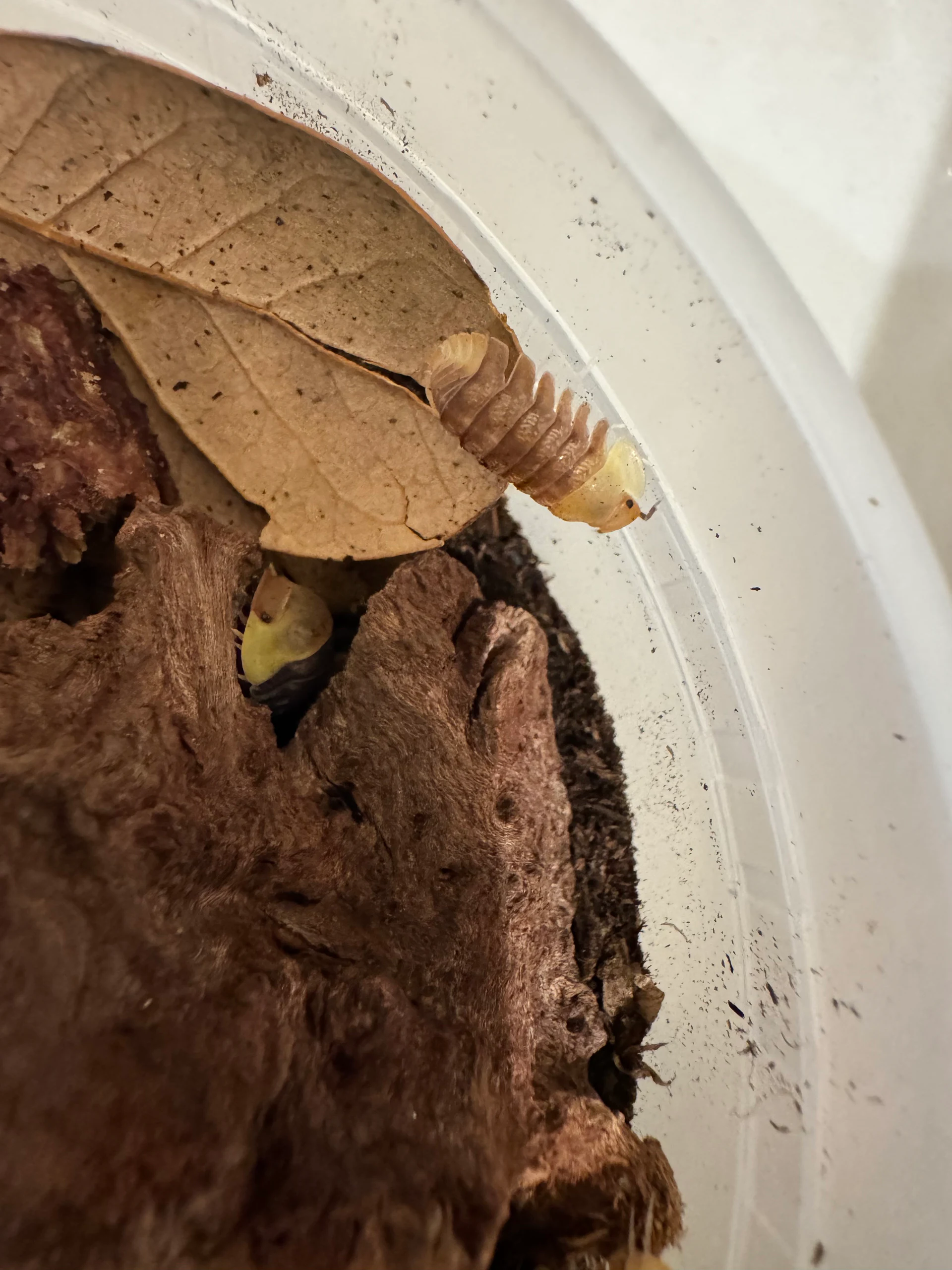 Rubber Ducky Isopod Cubaris sp. by Labuleaf