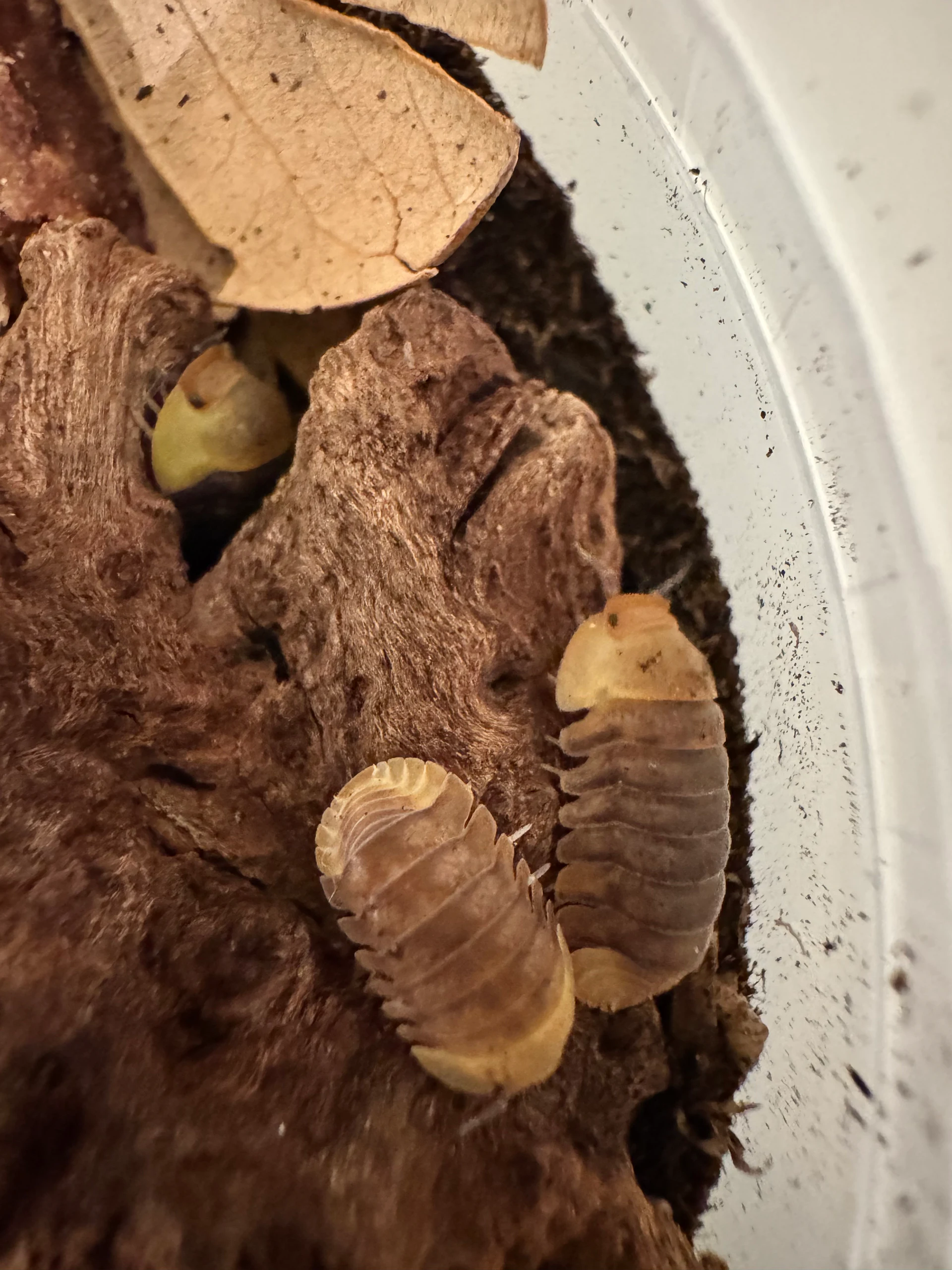 Rubber Ducky Isopod Cubaris sp. by Labuleaf