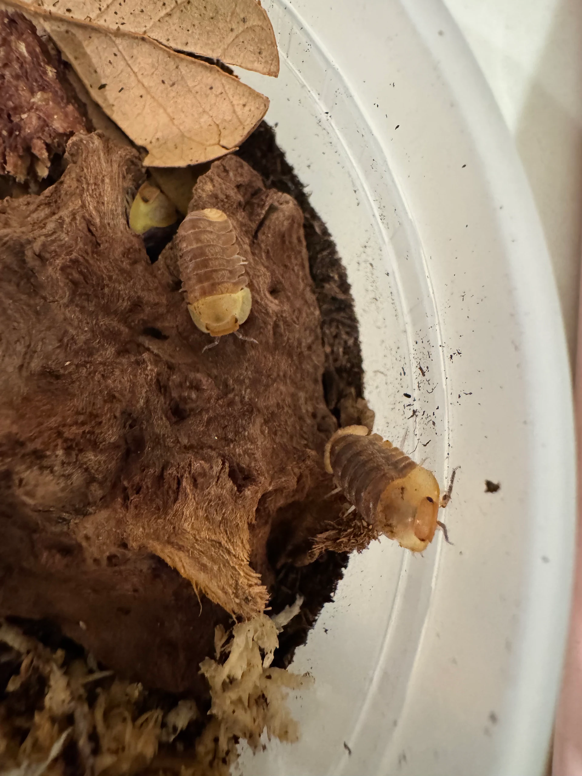 Rubber Ducky Isopod Cubaris sp. by Labuleaf