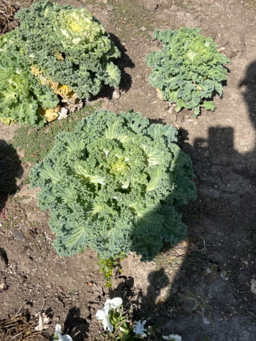 Brassica oleracea by markymark