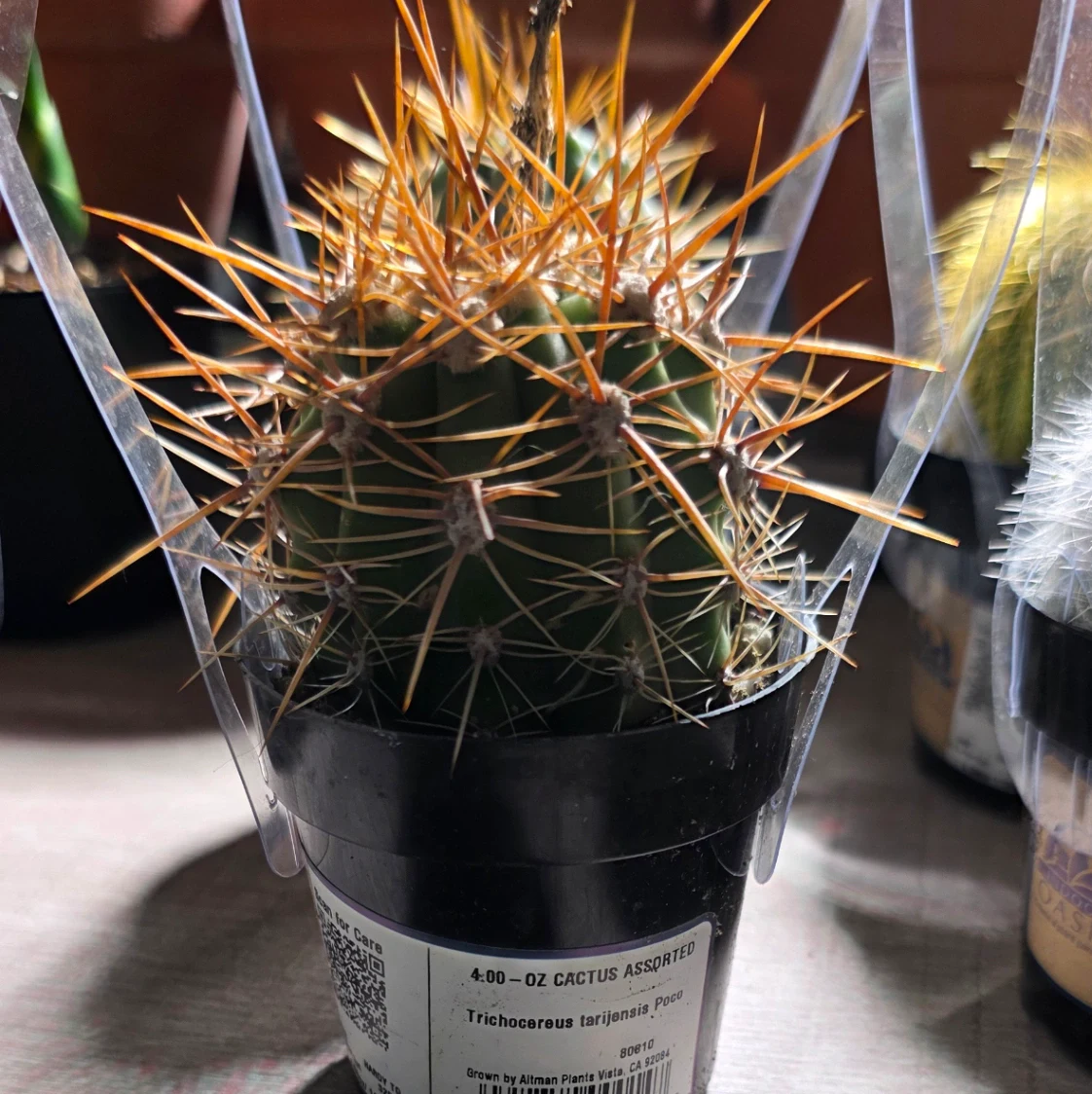 Trichocereus tarijensis by RoyalAlchemy