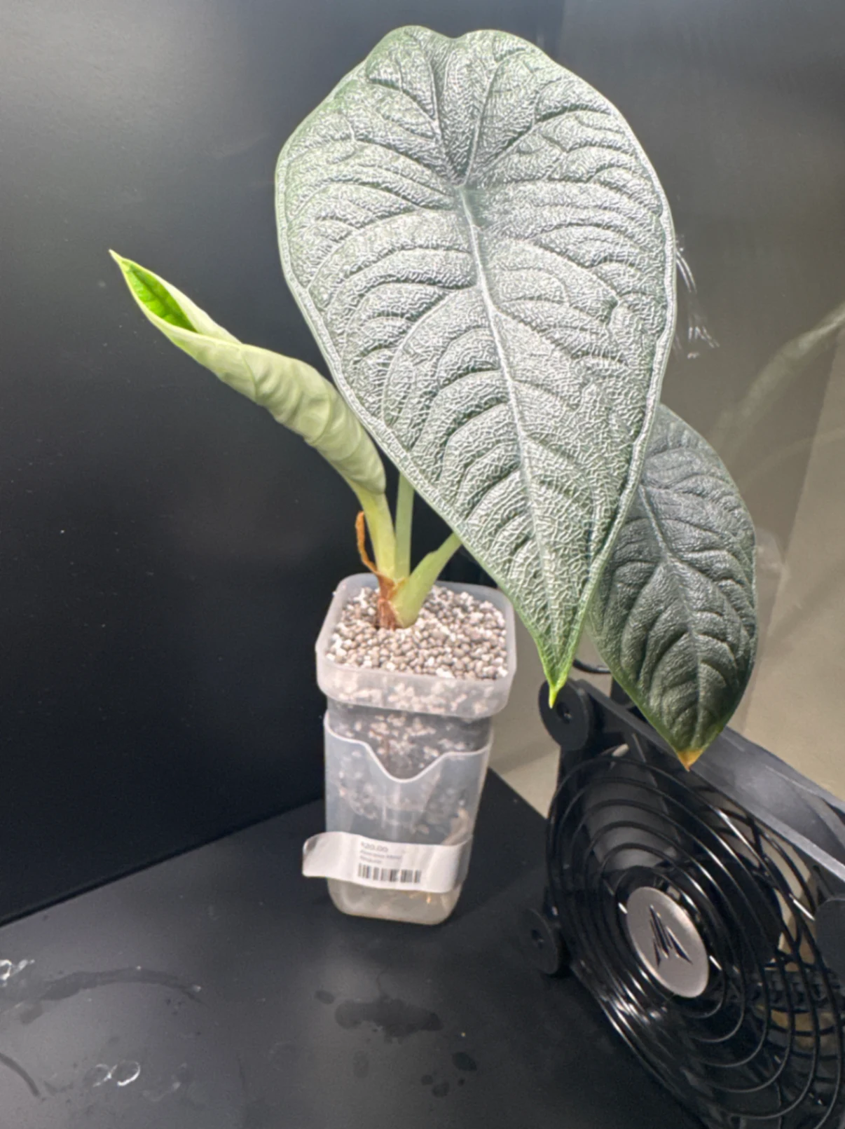 Alocasia melo by Zharia