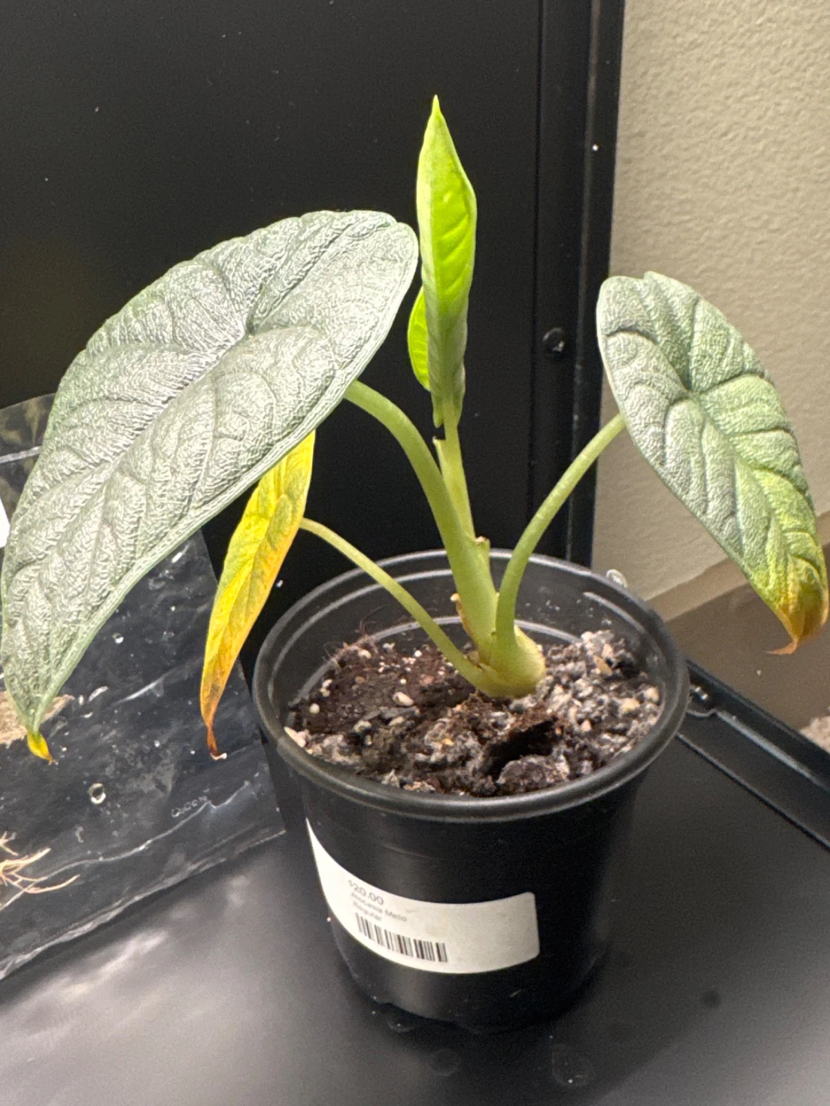 Alocasia melo by Zharia