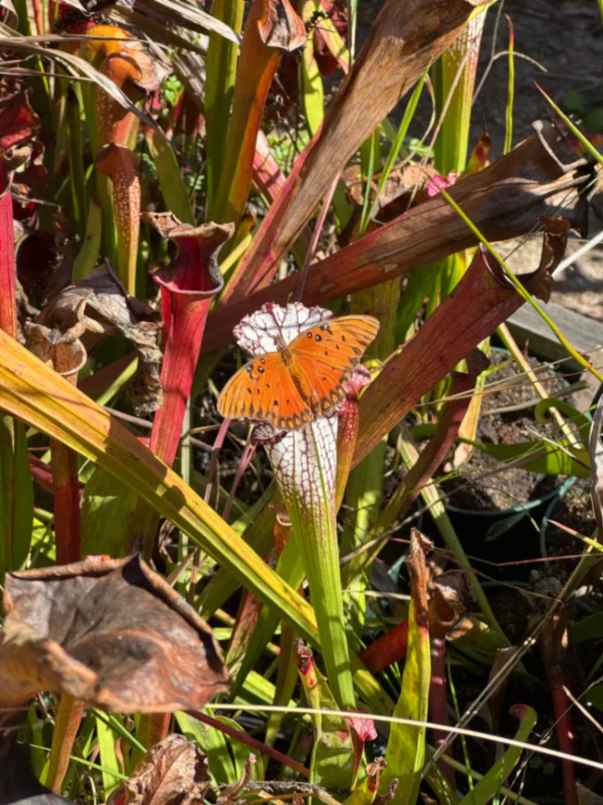 Gulf Fritillary Agraulis vanillae by David