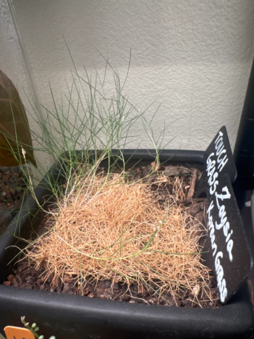 Zoysia tenuifolia by Zharia