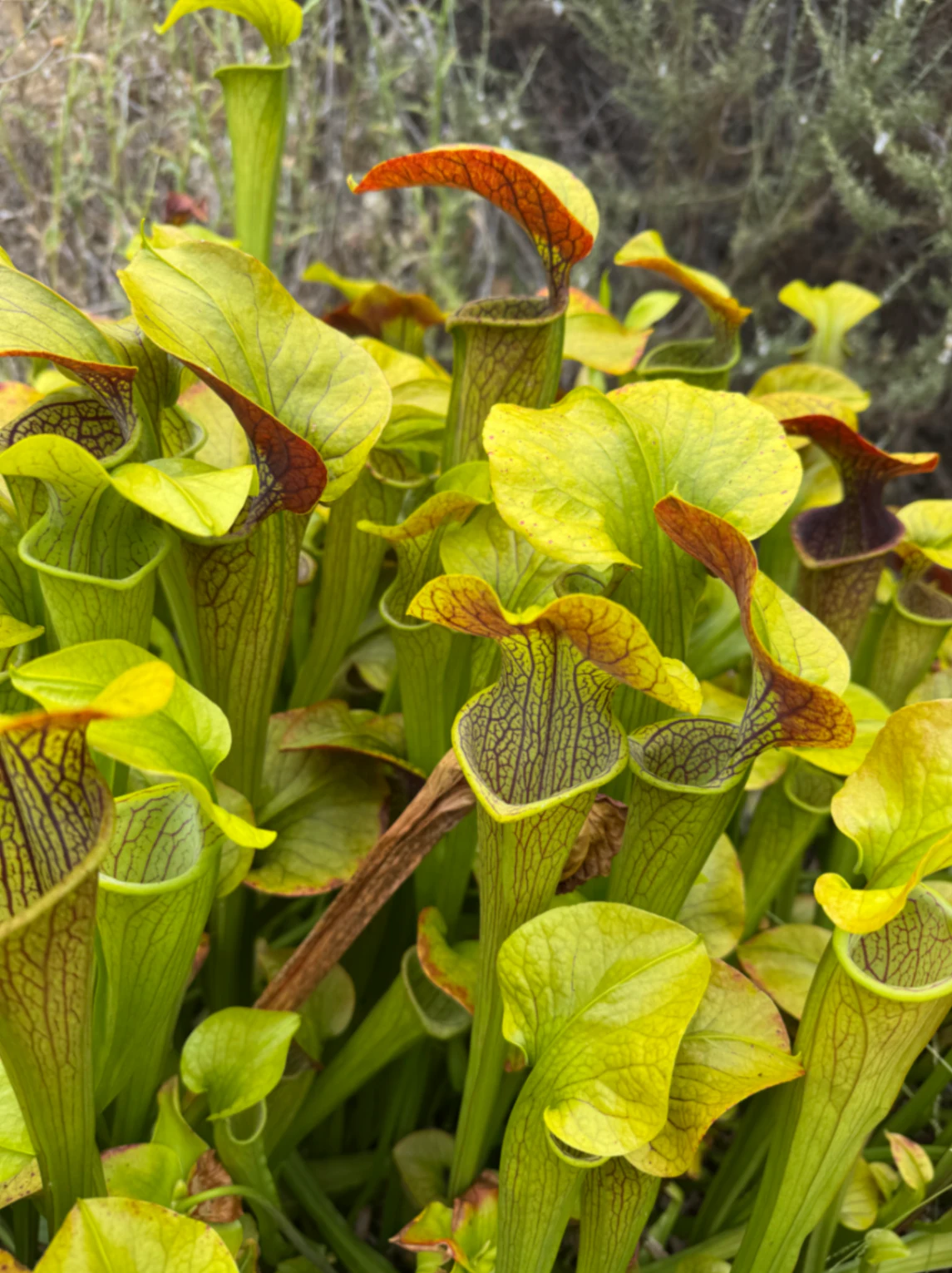 Sarracenia oreophila × alata ‘Red Throat’ by David