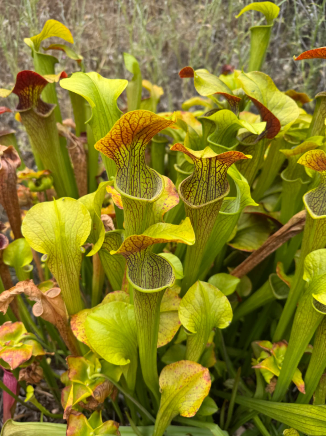 Sarracenia oreophila × alata ‘Red Throat’ by David