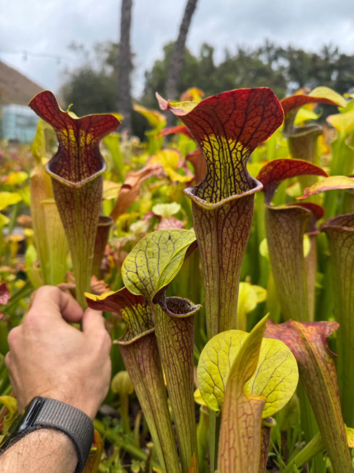 Sarracenia oreophila × alata ‘Red Throat’ by David