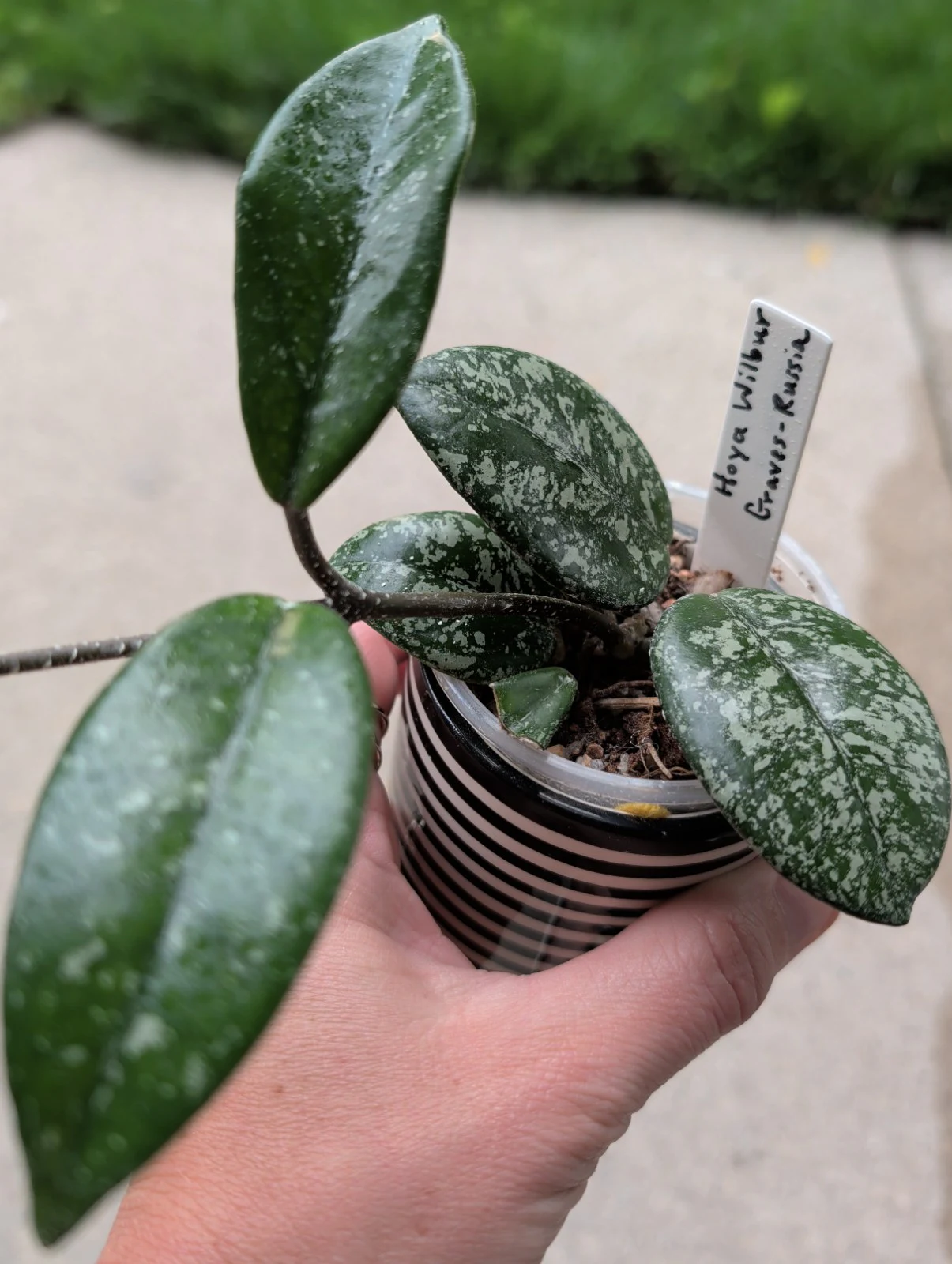 Hoya Wilbur Graves Russia by meg