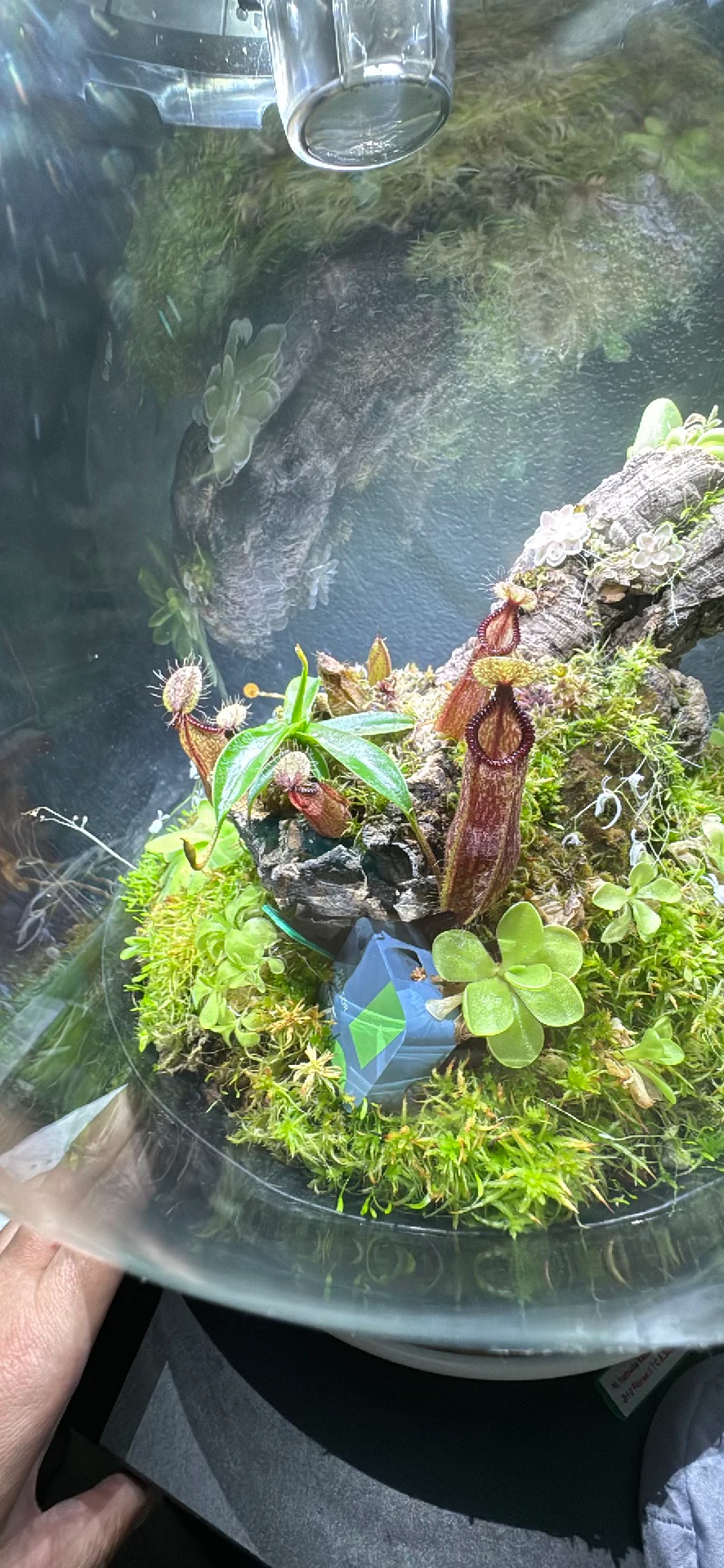 Nepenthes hamata by LushGrows