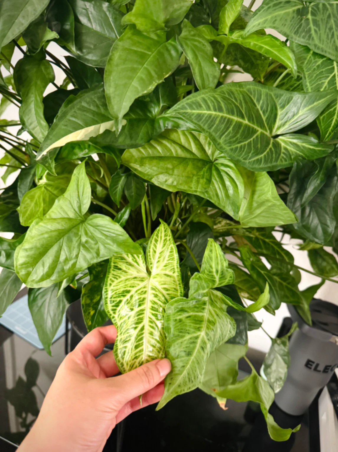 Syngonium podophyllum 'Batik' by Labuleaf