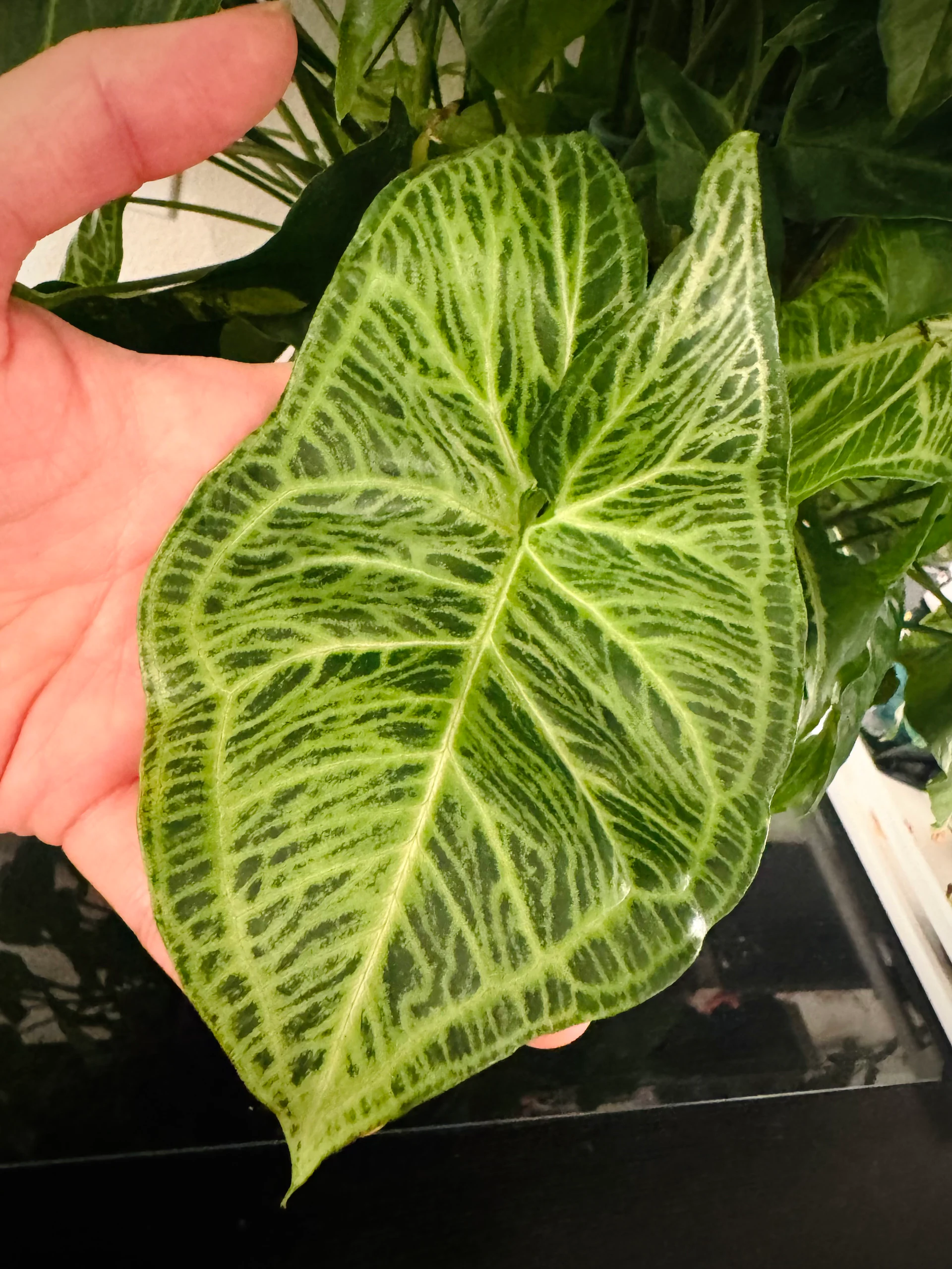 Syngonium podophyllum 'Batik' by Labuleaf