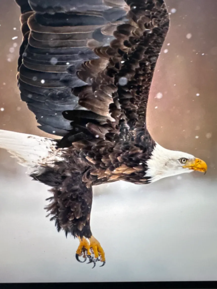 Bald Eagle Haliaeetus leucocephalus by David