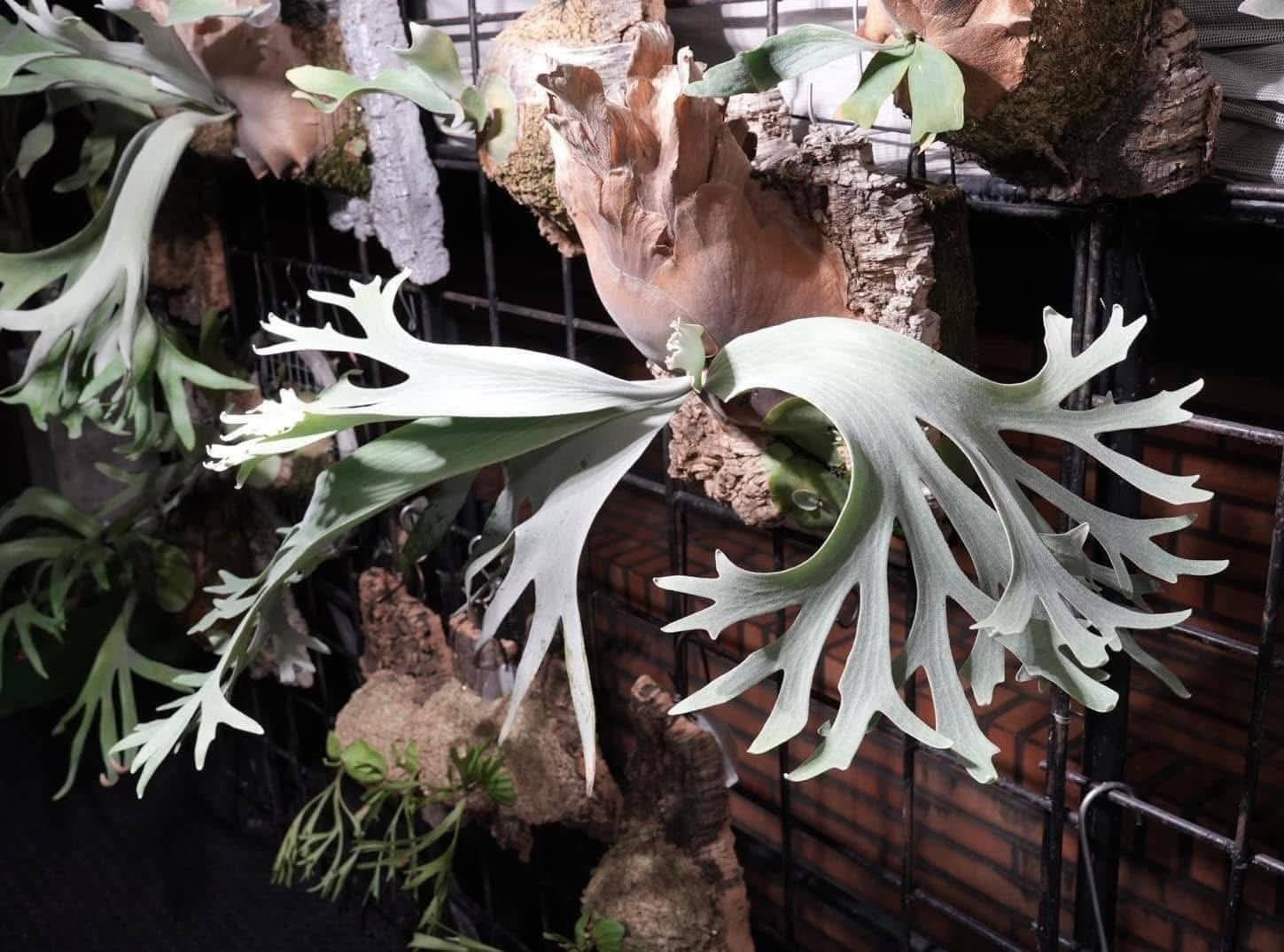 Platycerium Forzen cloud by aroot