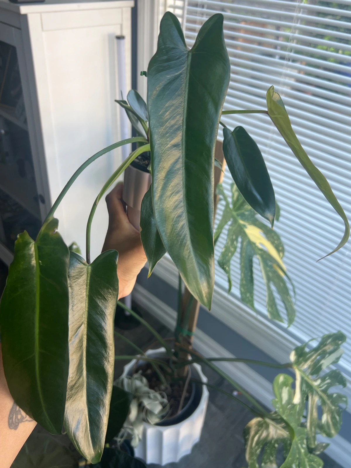 Philodendron sancti 'Spiritus sancti' by alohamora