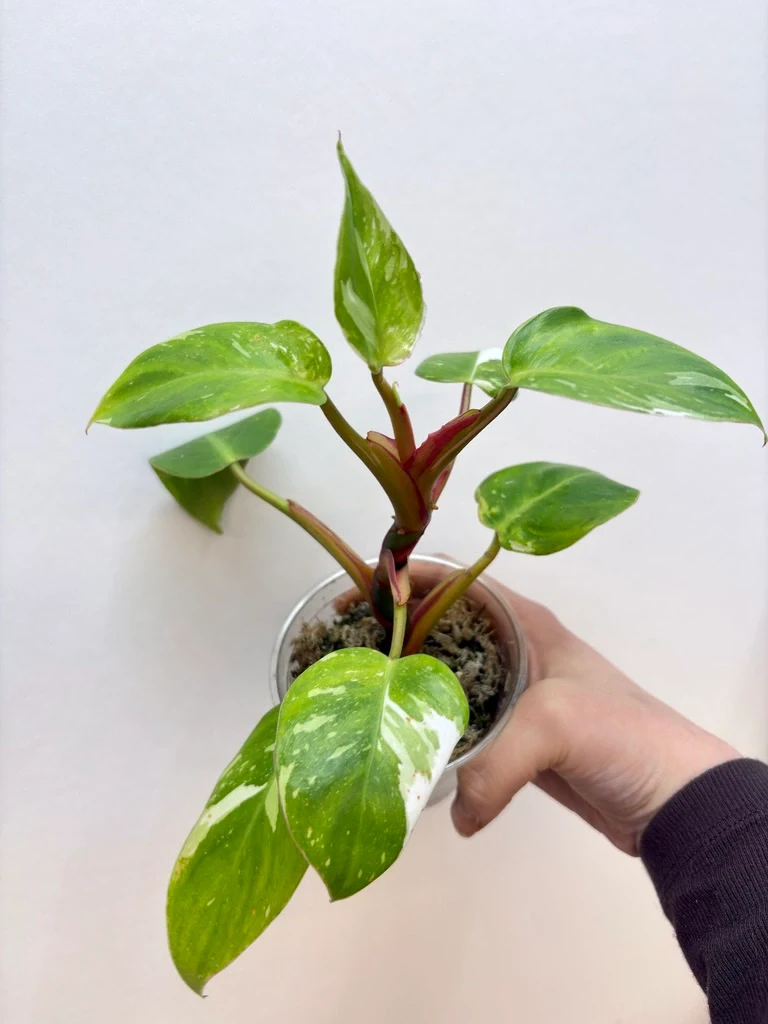 Philodendron erubescens 'White Princess' by katiesplants