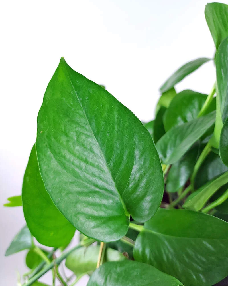 Epipremnum Aureum 'Jade' by kathy