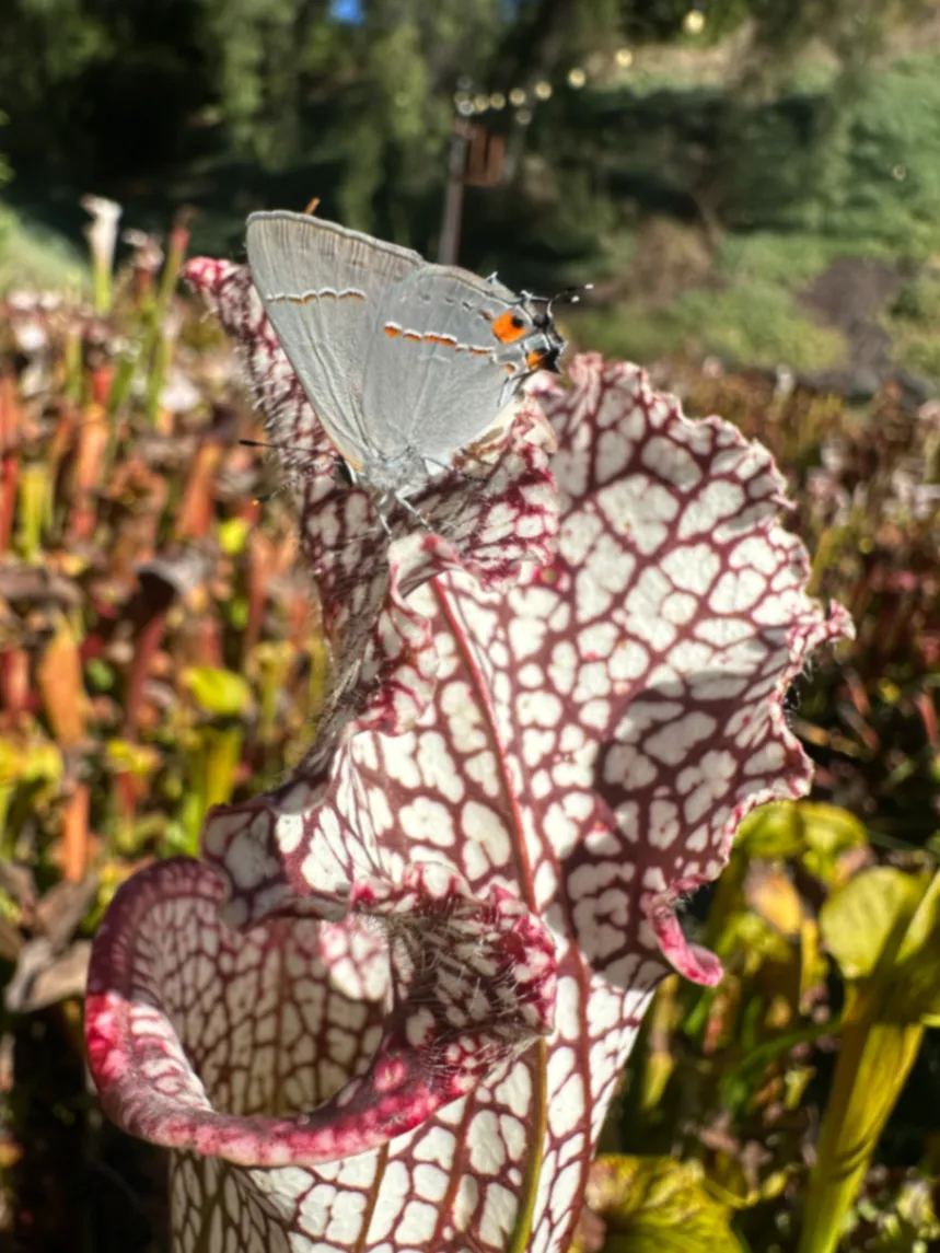 Gray Hairstreak Strymon melinus by David