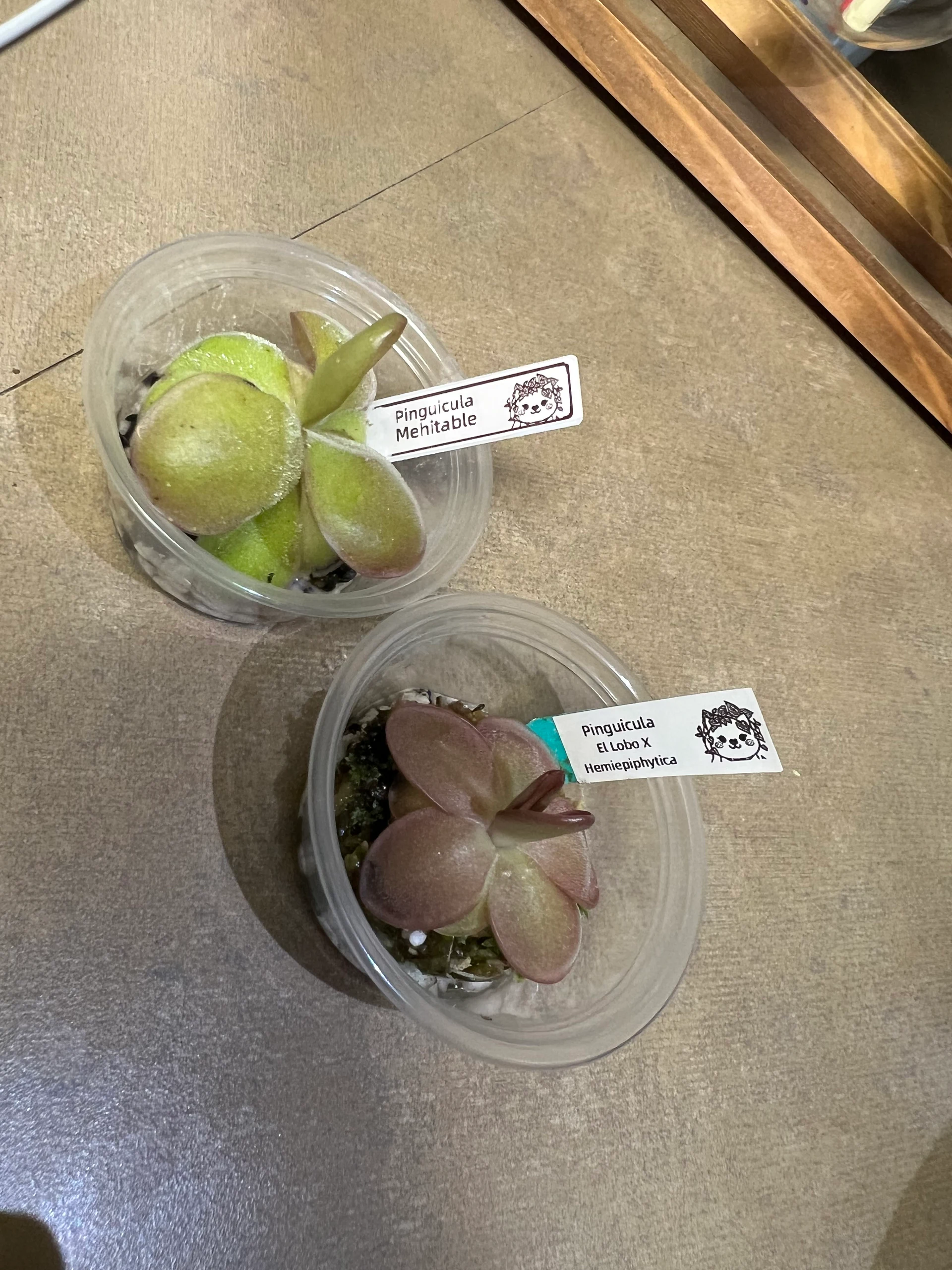 Pinguicula Mehitable by alohamora