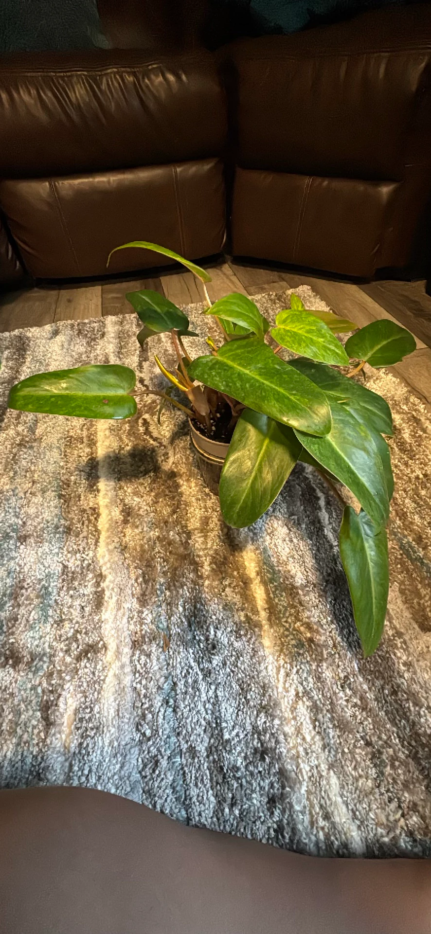 Philodendron 'Pink 'Pink Princess' by Ohtatie