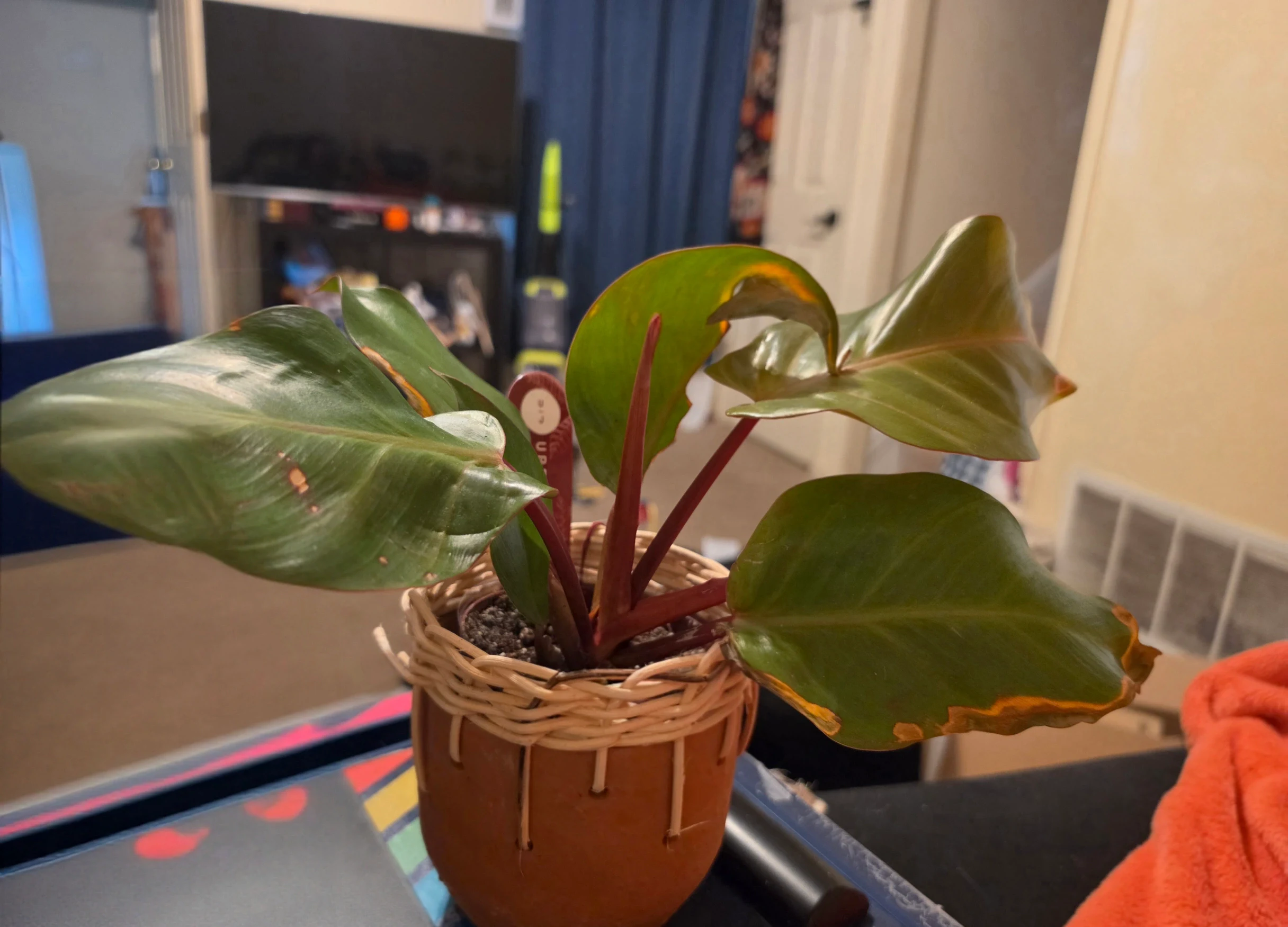 Philodendron McColley's Finale by Lilith