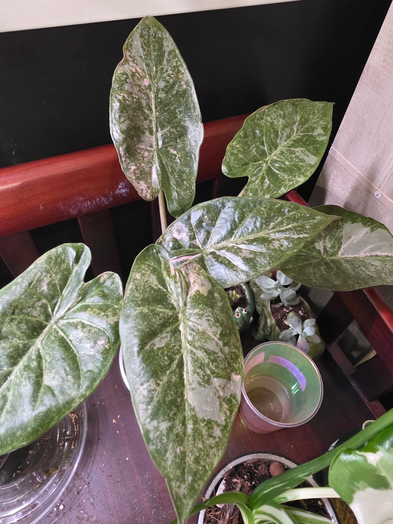 Alocasia wentii pink splash marble 'Pink Dragon Variegated' by JassyB