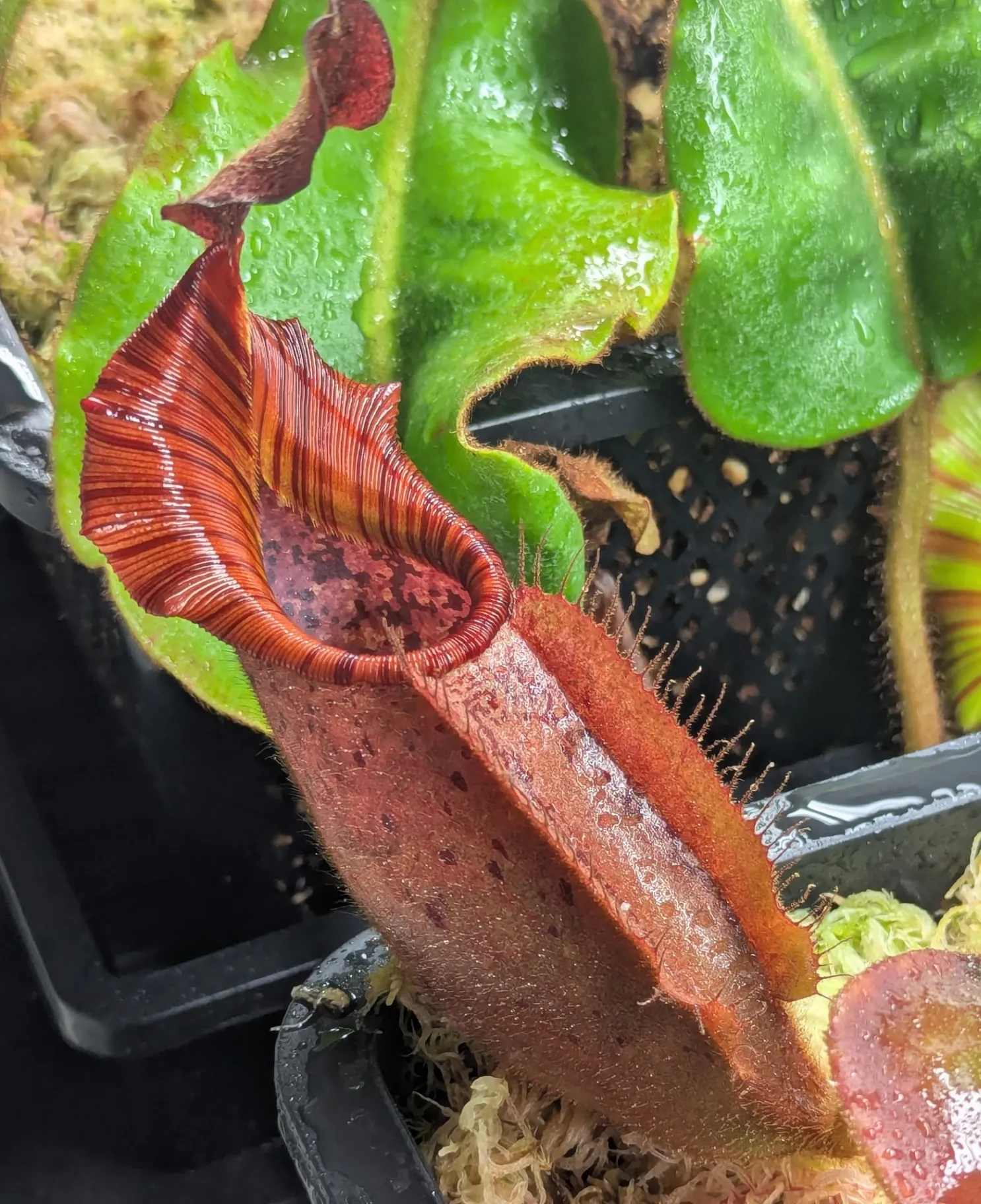 Nepenthes veitchii '(D)' by Highland_Tropicals